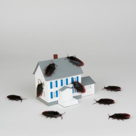 Тараканы: почему важно бороться с вредителями post thumbnail image